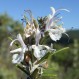 le romarin en fleur