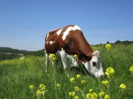 une vache Montbéliarde dans son pré