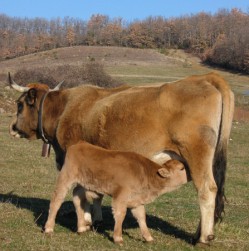 vache et veau de race Aubrac